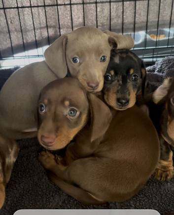Miniature daschund pups