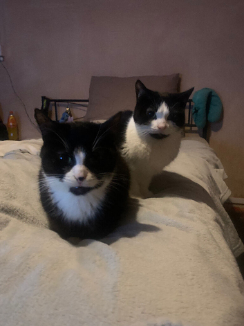 Black/white white/black kittens