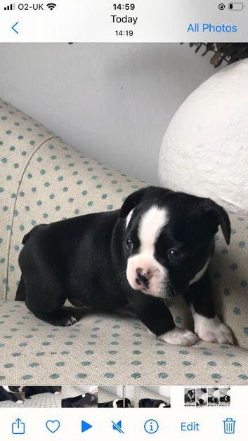 Boston terriers of Scotland