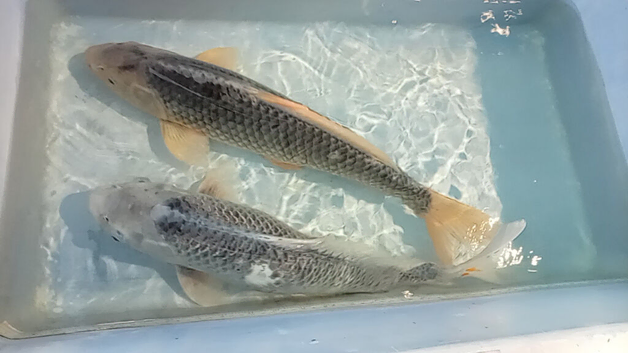 2x asagi Japanese koi