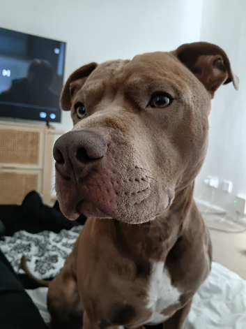 Ginger and white staffordshire bull terrier call tyson