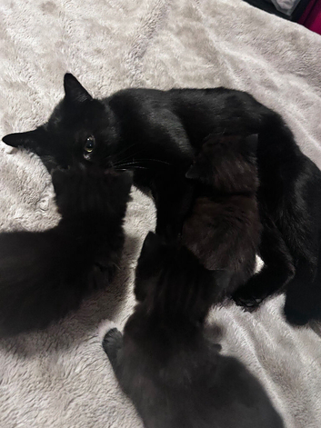 3 kittens ready to leave now