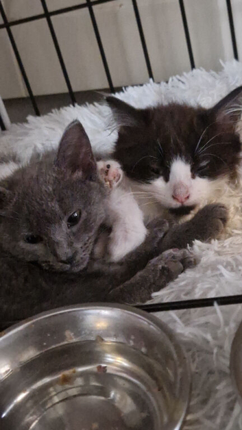 Bonded pair