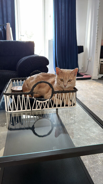 3 year old Cookie is looking for a new home
