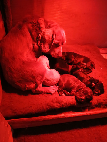 Working cocker spaniel puppy's.