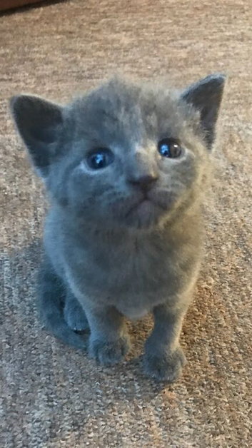 Three female beautiful kittens