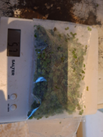 Duckweed 50g bag