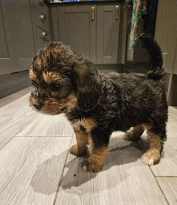 Poogle pups for sale (Beagle x poodle)