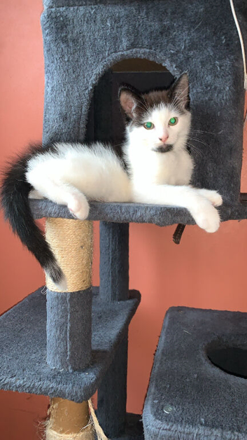 Kittens