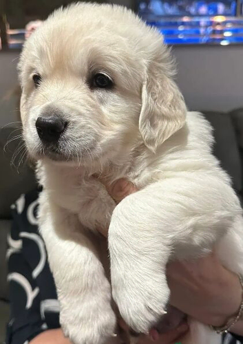 Labrador Retriever Puppies &ndash; 2 Boys & 3 Girls &ndash; Ready 12th March 2026