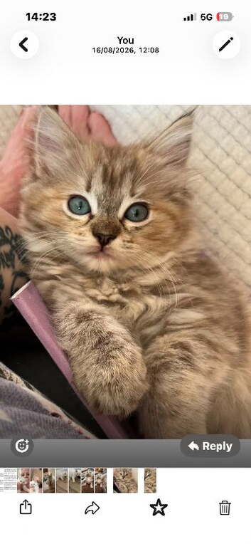Ragdoll kitten. Female seal sepia torbie. Tica reg