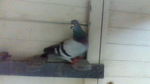for sale herman custer race pigeon