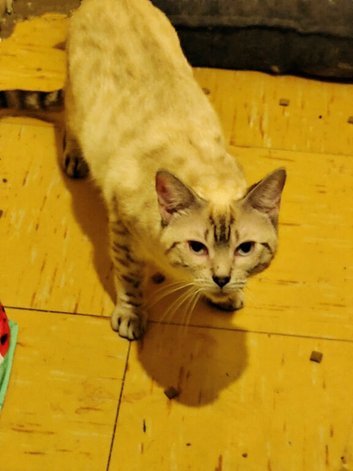 Snow lynx female