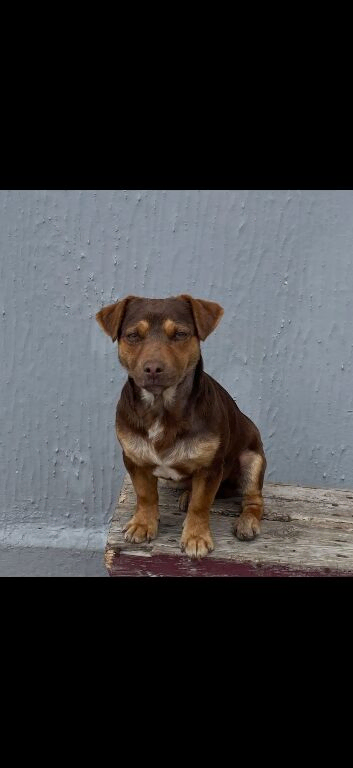 Jack Russell for stud