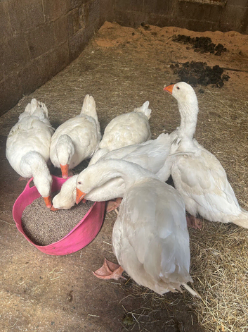 Beautiful embden geese 1 gander five hens