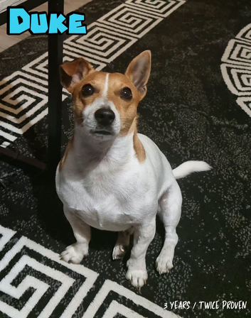 Duke a 3 year old Stud
