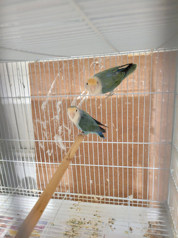 Lovebirds