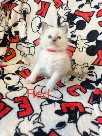 Ragdoll kittens text me only please