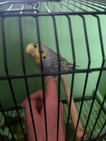 Baby Budgies