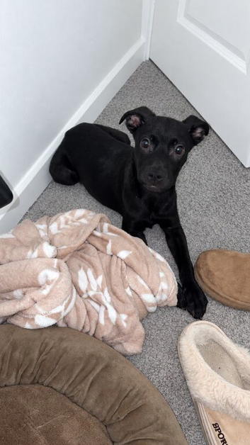 Cane corsa cross staffy