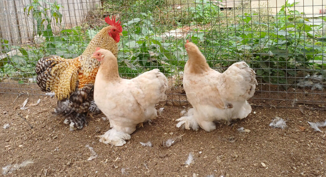 Trio of pekins
