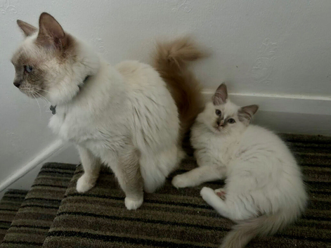 Purebred Microchipped Ragdoll kittens