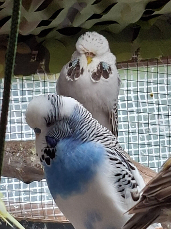 Budgies