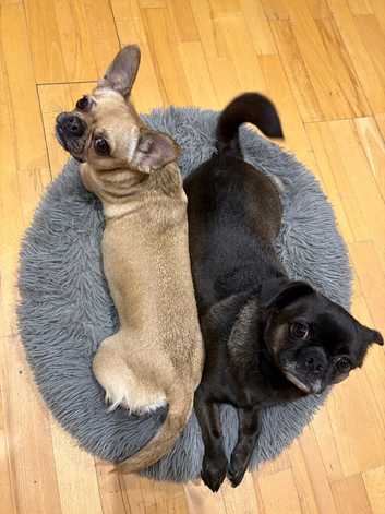 Beautiful Chugs looking for separate homes.
