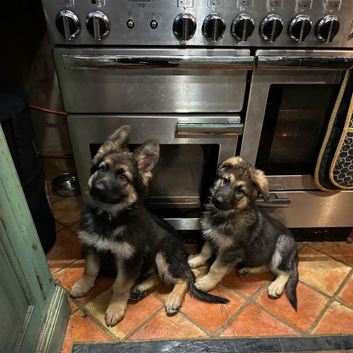 2 X GERMAN SHEPHERD PUPPIES BOTH BOYS
