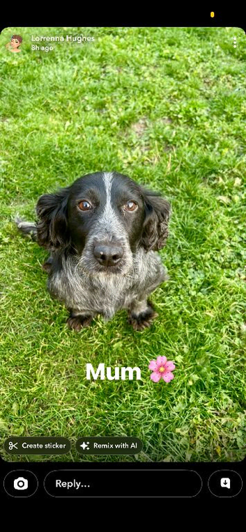 Adorable cocker spaniel puppies for sale