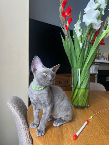 Ready now pedigree Devon Rex