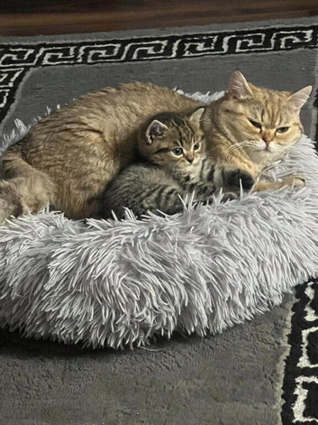 Male kitten(Chinchilla/British shorthair)