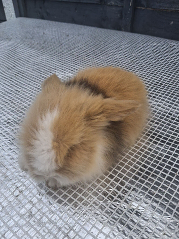 Lionhead