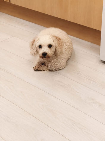 Maltipoo female