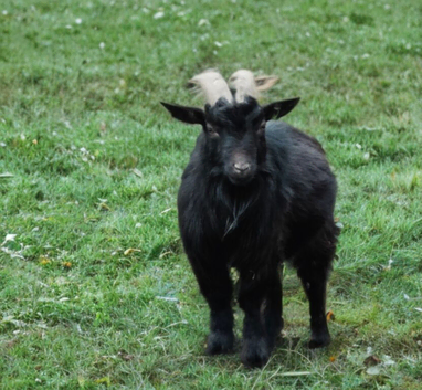 Asap! Looking for temporary location for this gorgeous Nigerian dwarf billy