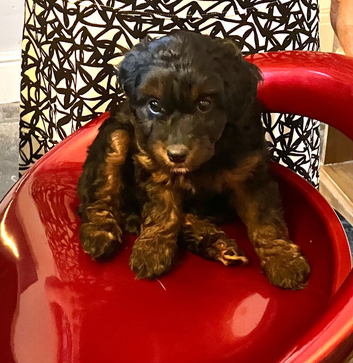 Gorgeous Jackappoo puppies