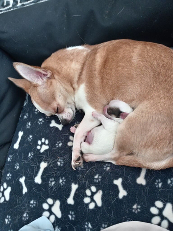 White with brown/black spots me puppy