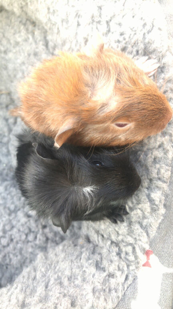 2 baby boy guinea pigs