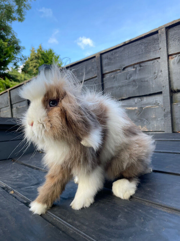 Beautiful Mini Lion Lop Boy