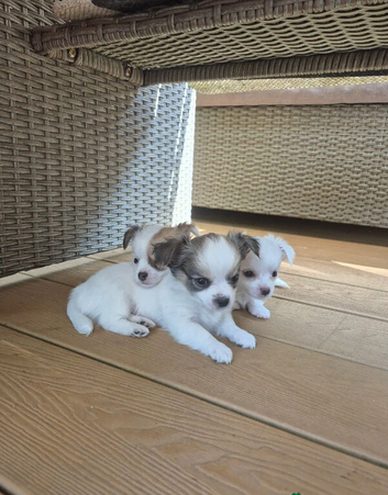 Stunning Long-Haired Chihuahua Puppies