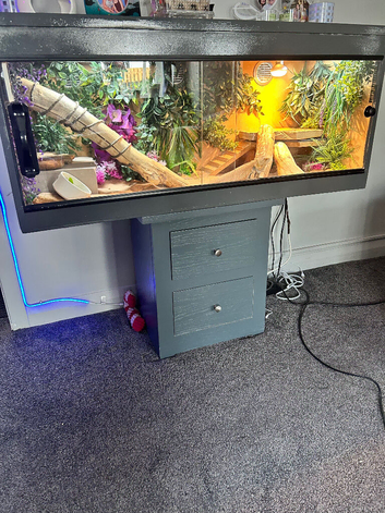 Bearded dragon and vivarium