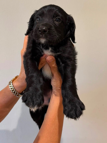 Sprocker puppies