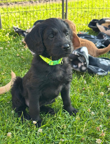 Fully Health Tested F1 Labradoodle Puppies