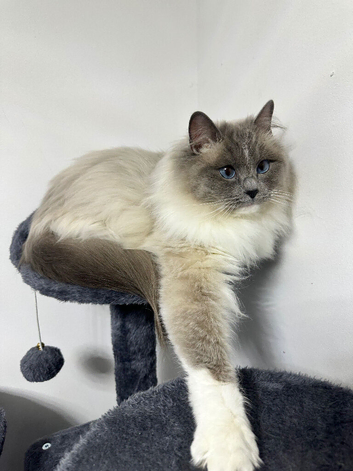 GCCF Ragdoll female blue mitted