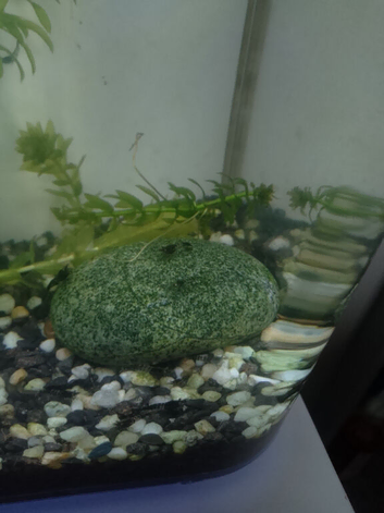 Black rilli shrimp juveniles