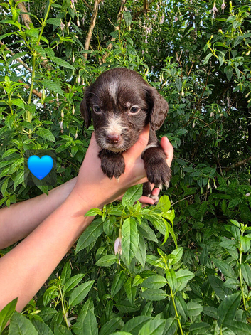 Then there was 2 boys Reduced beautiful Cocker Spaniels