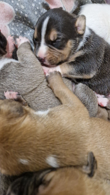 Staffordshire bull terrier