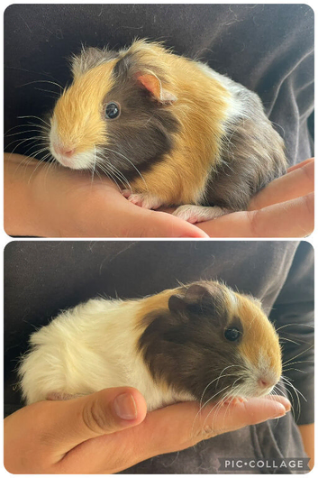 Baby boar guinea pigs