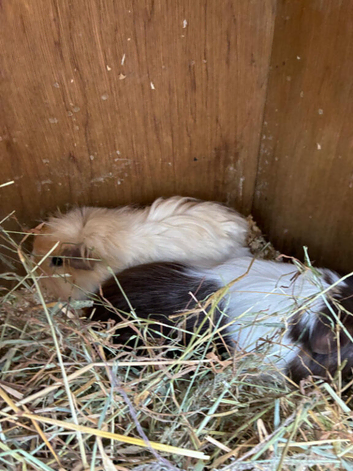 Four lovely male rescue guineas looking for forever homes