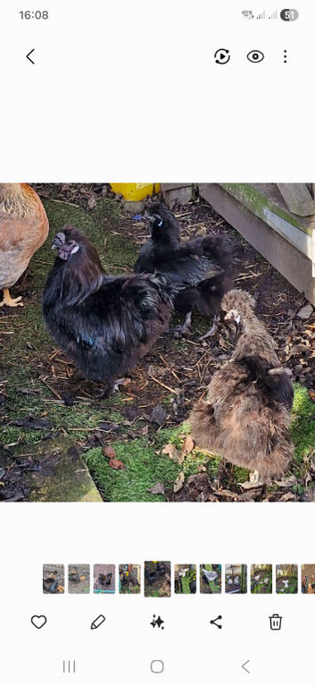 Black Silkie Bantam Hatching Eggs
